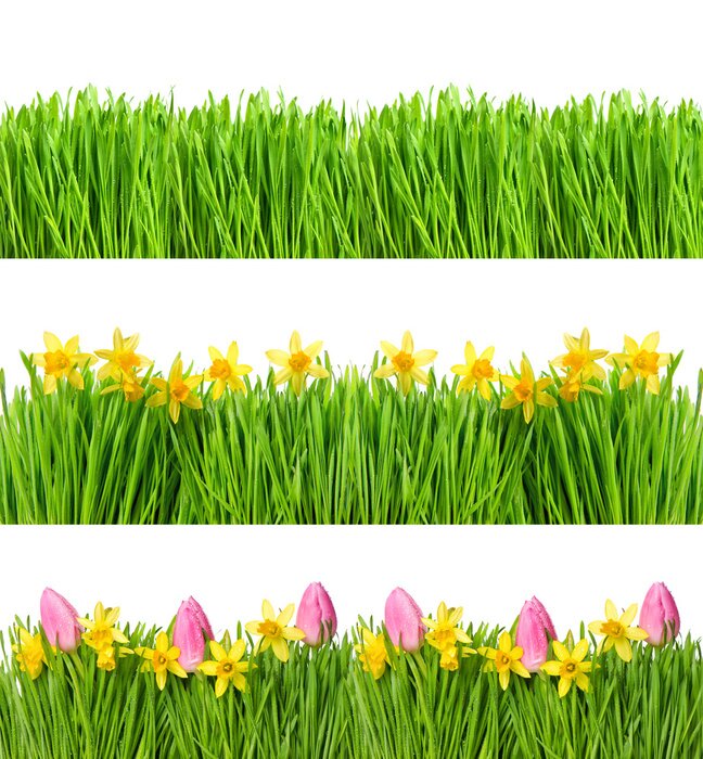 Sticker Tulpen  Narzissen und Gras
