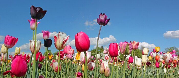 Sticker Tulpen und blauer Himmel