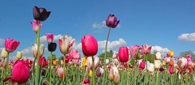 Sticker Tulpen und blauer Himmel