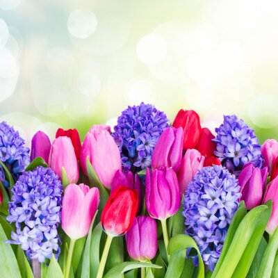 Sticker Tulpen und Hyazinthen