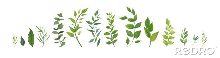Sticker Vector Designerelementsatzsammlung grünen Waldfarns, das tropische grüne Eukalyptusgrün-Kunstlaub, das Blätter in der Aquarellart natürlich lässt. Elegante Illustration der eleganten Schönheit für Des