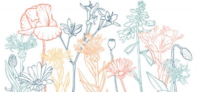 Sticker vector drawing poppy flowers