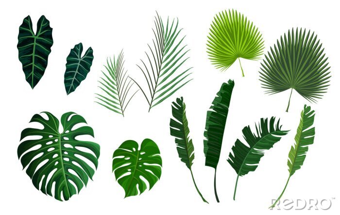 Sticker Vector tropische Palmblätter, Dschungel Blätter gesetzt