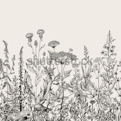 Sticker Vektor nahtlose Blumengrenze. Kräuter und wilde Blumen. Botanische Illustration Stich Stil. Schwarz und weiß
