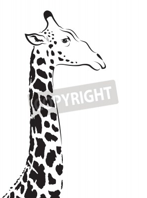 Sticker Vektorbild eines Giraffenkopfes auf weißem Hintergrund