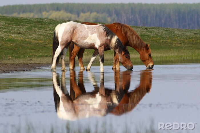 Sticker Verliebte Pferde waten durchs Wasser