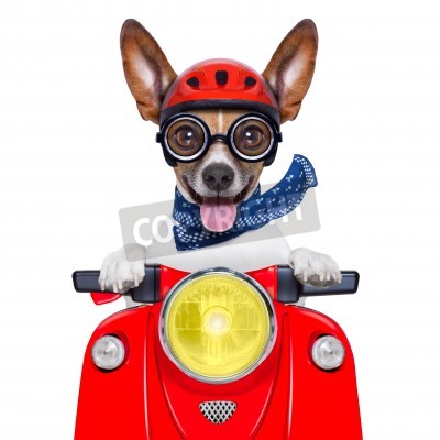 Sticker verrückter dummer Motorradhund mit Helm und herausstreckender Zunge