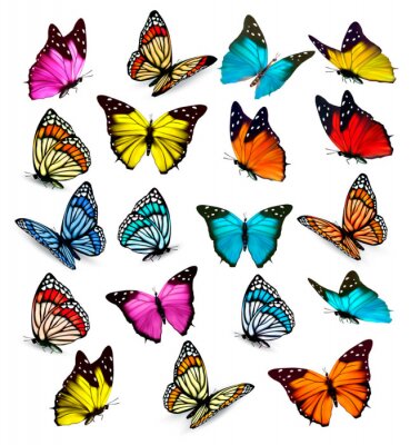Sticker Verschiedene Arten von bunten Schmetterlingen