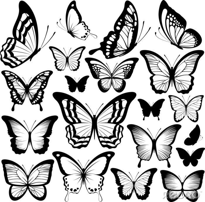 Sticker Verschiedene Arten von Schmetterlingen schwarz-weiße Zeichnungen
