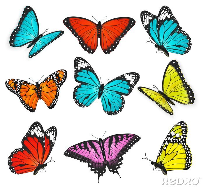 Sticker Verschiedene Schmetterlinge auf leerem Hintergrund
