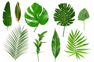 Sticker Verschiedene tropische Blätter auf weißem Hintergrund