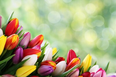 Sticker Verschiedenfarbige Tulpen auf grünem Hintergrund