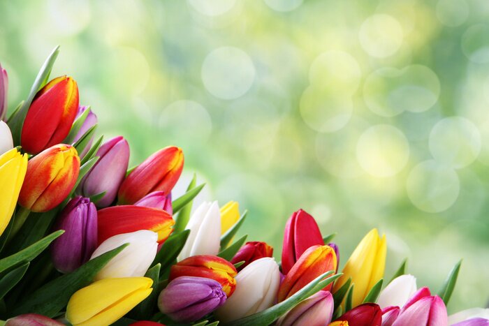 Sticker Verschiedenfarbige Tulpen auf grünem Hintergrund