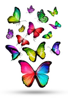 Viele Farb verschiedene Schmetterlinge fliegen