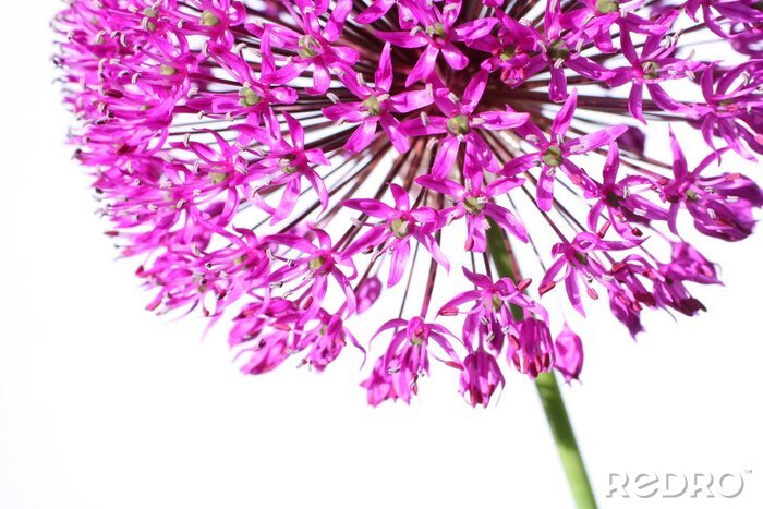Sticker Violette Blume in einem Zoom