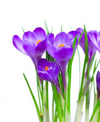 Violette Blumen 3d