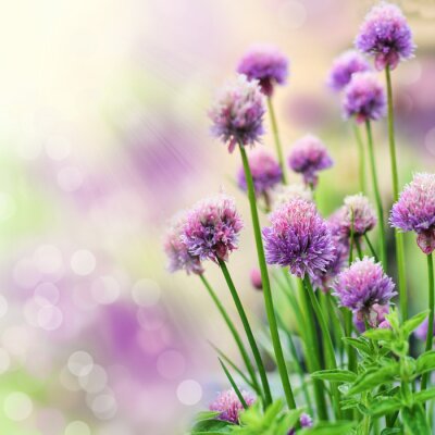 Violette Blumen der Schnittlauches