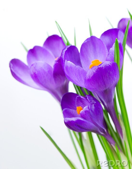 Sticker Violette Frühlingsblume
