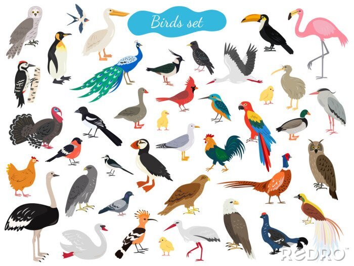 Sticker Vögel auf weißem Hintergrund aus aller Welt