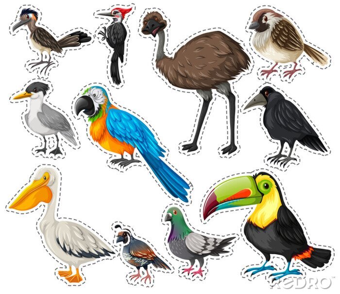 Sticker Vögel aus verschiedenen Teilen der Welt