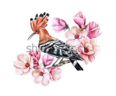 Sticker Vogel Hoopoe, der auf einer blühenden Frühlingsniederlassung sitzt. Magnolienblüten. Aquarell. Illustration. Vorlage. Clip Art. Nahansicht. Karte