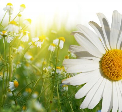 Sticker Von der Sonne beleuchtete Feldblumen