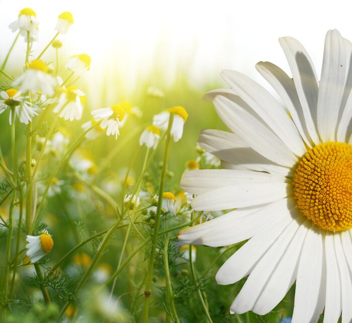 Sticker Von der Sonne beleuchtete Feldblumen