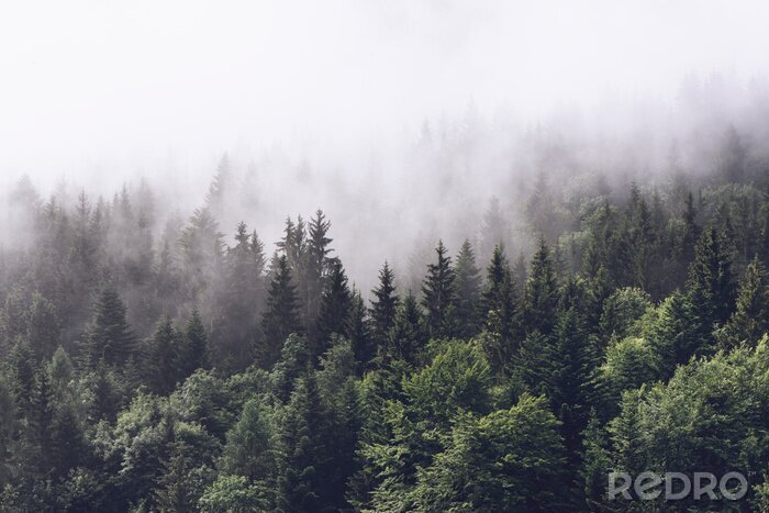 Sticker Wald im nebel