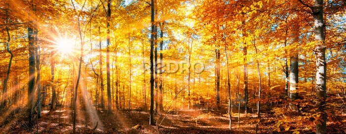 Sticker Wald Panorama im goldenen Herbst