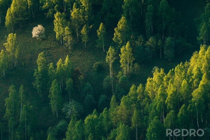 Sticker Wald von oben gesehen