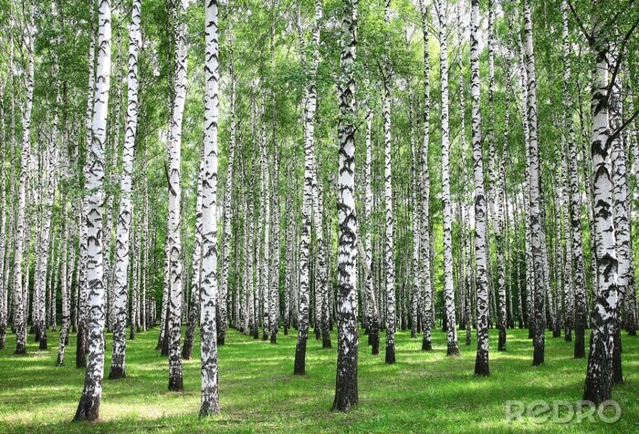 Sticker Waldbirken am sonnigen Tag