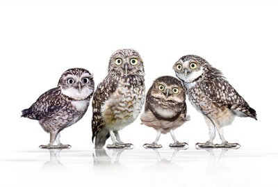 Sticker Waldtiere vier neugierige Eulen