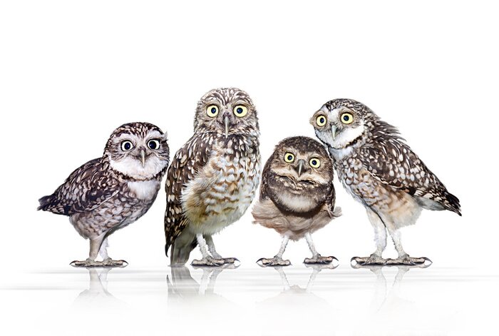 Sticker Waldtiere vier neugierige Eulen