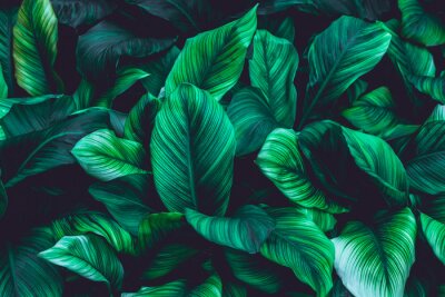 Wand aus grünen tropischen Blättern