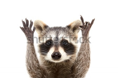 Sticker Waschbär auf weißem Hintergrund