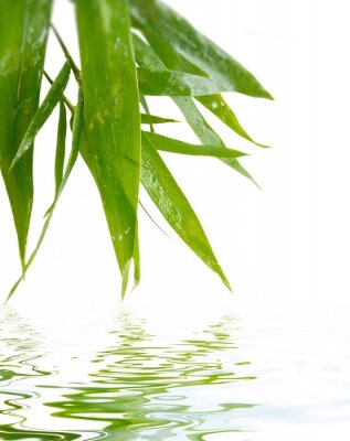 Wasser berührende Bambusblätter