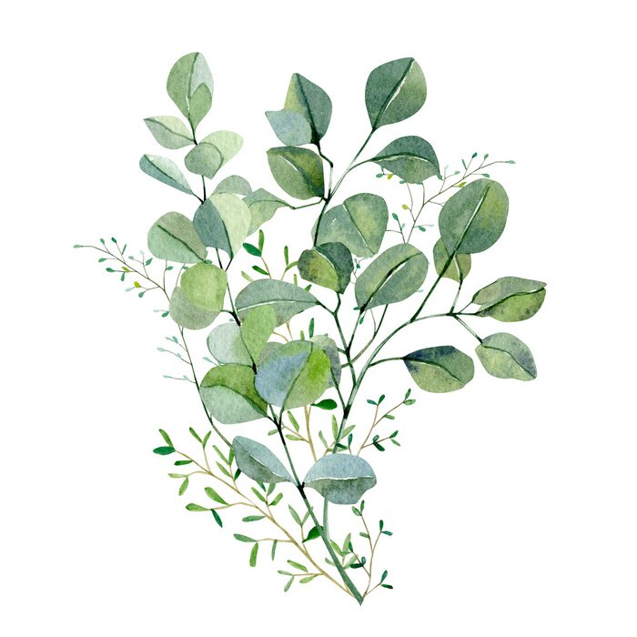 Sticker Watercolor hand painted bouquet silver dollar eucalyptus and green plants. Frolar branches and leaves isolated on white background.  Greenery illustration for design, card, poster, banner 