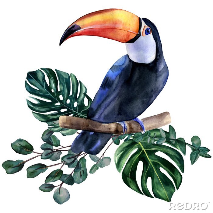 Sticker Watercolor hand painted colorful realistic illustration of toucan bird with monstera leaves and eucalyptus branches. Bright tropical composition is perfect for invitation for thematic wedding or party
