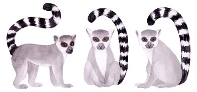  Watercolor hand painted lemur. Tropical wild animal clip art wildlife. Isolated on white background. Exotic funny cute animals in jungle. Illustration for children's design, baby, fabrics, textiles.