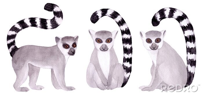 Sticker Watercolor hand painted lemur. Tropical wild animal clip art wildlife. Isolated on white background. Exotic funny cute animals in jungle. Illustration for children's design, baby, fabrics, textiles.