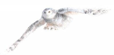 Sticker watercolor isolated illustration of white polar owl, drawing of north animal of antarctic, arctic and north pole, drawn by paints on white background