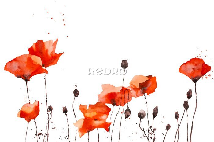 Sticker Watercolor pattern with wild red poppies on white background.