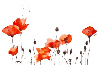 Sticker Watercolor pattern with wild red poppies on white background.