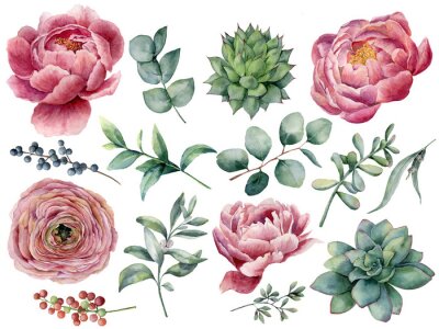 Sticker Watercolor peony, succulent and ranunculus floral set. Hand painted red and blue berry, eucalyptus leaves isolated on white background. Illustration for design, print.