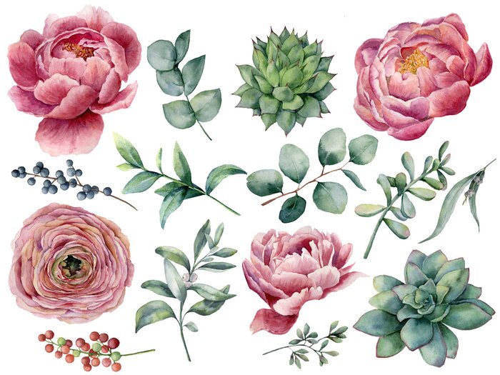 Sticker Watercolor peony, succulent and ranunculus floral set. Hand painted red and blue berry, eucalyptus leaves isolated on white background. Illustration for design, print.