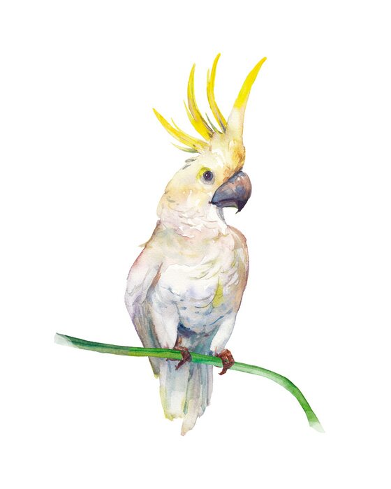 Sticker Watercolor tropic bird: yellow crested cockatoo. Single parrot on white background. Natural illustration