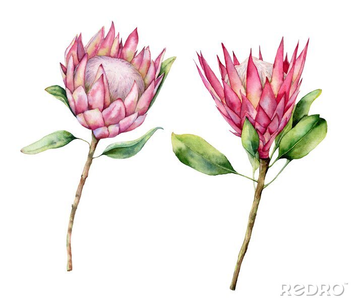 Sticker Watercolor two protea set. Hand painted pink flower illustration with leaves and branch isolated on white background. Nature botanical illustration for design, print. Realistic delicate plant.