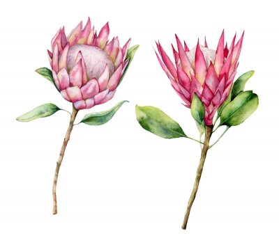 Sticker Watercolor two protea set. Hand painted pink flower illustration with leaves and branch isolated on white background. Nature botanical illustration for design, print. Realistic delicate plant.