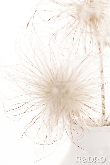 Sticker Weiche Pusteblumen