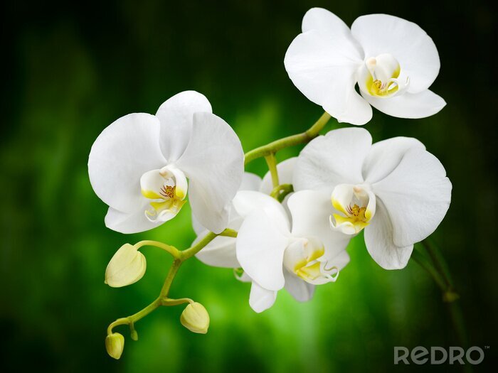 Sticker Weiße Blüten einer Orchidee
